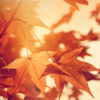 A Guide to Staying Healthy this Fall and Winter